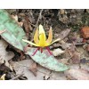 Trout Lily - Erythronium Americanum - Flower Natural Beauty