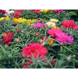 The Lucky Stars 10000 Mixed Moss Rose Seeds - HOA M??i Gi? - AKA. Portulaca Grandiflora Mix, Moss-Rose Purslane, Eleven O'clock, Mexican Rose, Sun Rose, Rock Rose, Heat & Drought Tolerant 2 Grams