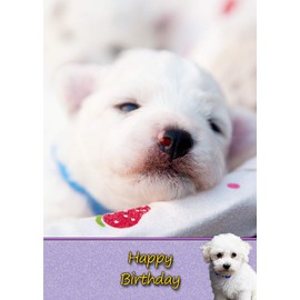 Bichon Frise Dog Birthday Greeting Card