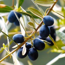 TomorrowSeeds - Canino Olive Tree Seeds - 10+ Count Packet - for 2024 Canina Tuscan Mediterranean Italian Extra Virgin Oil Green Black Perennial