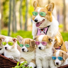 Molain Cat Sunglasses- Pet Puppy UV Protection Sunglasses Dolls Sun Glasses, Small Dog Cosplay Photo Props Cute Sunglasses (4Pcs Sunglasses)
