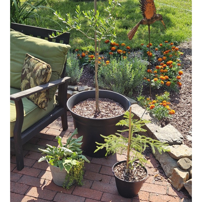 Simple Tree Fast Draining Mix, Indoor Outdoor, Organic, Soil-less, Peat-Free,