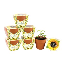 BUZZY Seeds Terracotta Mini Grow Pots | Herb, Plant, Flower Starter Kit for Kids & Adults | Mini Sunflower 6-Pack, Daydream Collection | Guaranteed to Grow | Best Indoor-Outdoor Gardening Gift