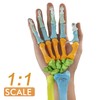 EVOTECH SCIENTIFIC Human Anatomical Model, Coloured Hand Bone Anatomical Model
