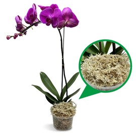 Natural Long Fiber Sphagnum Moss 82QT for Orchid Potting Mix,and Moss Pole for Plants Indoor.Ideal for Propagating Plants,Maintaining Humidity for Reptiles, Isopods in Paludarium, Aquascape (1.5 lb)