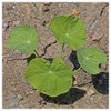 Everwilde Farms - 1 Lb Nasturtium Mix Wildflower Seeds -