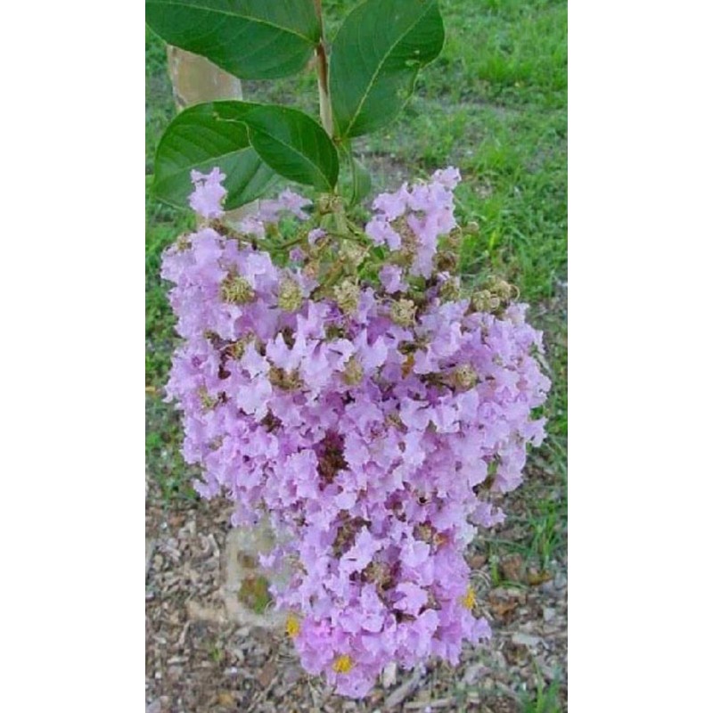 MrTreeUSee Lilac Purple Crepe Myrtle 12+ FRESH cuttings Beautiful Fragrant