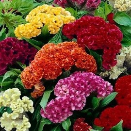David's Garden Seeds Flower Celosia Cristata Mix 2212 (Multi) 200 Non-GMO Heirloom Seeds