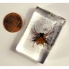 44mm Real Spiny Spider on Web in Crystal Clear Lucite