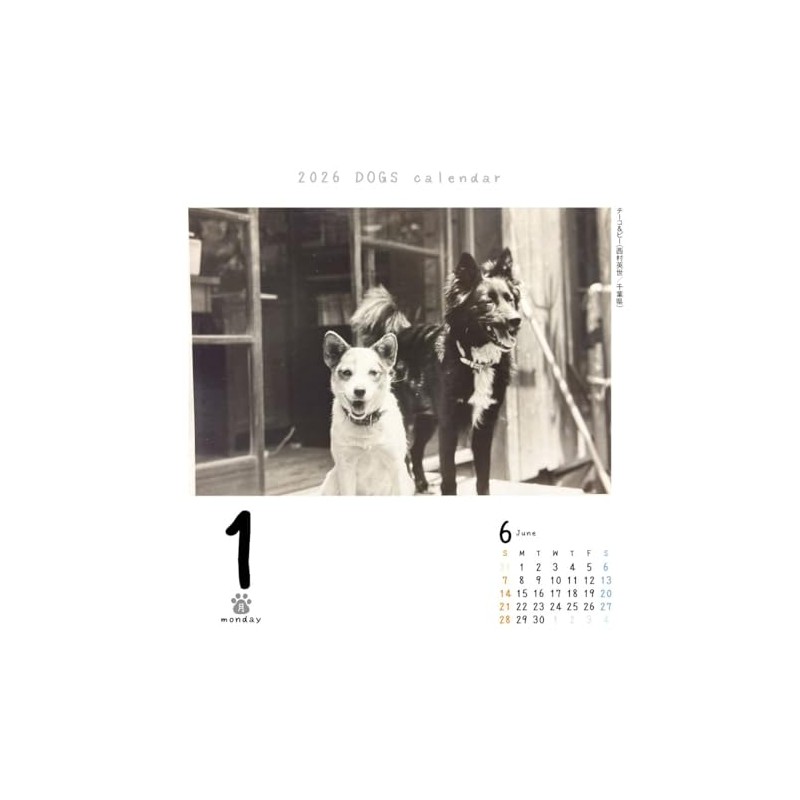 Dog Turning 2026 Calendar Refills Day Dive CK-D26-02