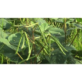 Natural Primal Organic Whole MUNG Beans 'Green Gram' 'Moong' Prewashed Clean non GMO - 2 LB