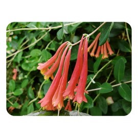 Coral Honeysuckle Vine Live Plant Lonceria sempervirens Bright Orange Flowers in Spring Florida Native Starter Size 4 Inch Pot Emerald TM