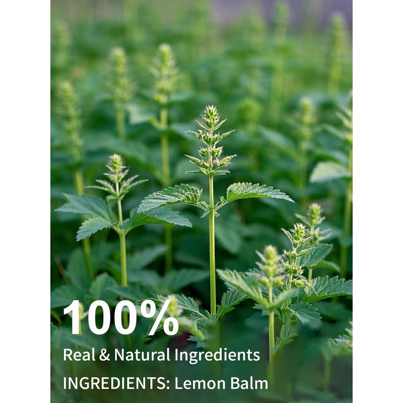 TeeLux Lemon Balm Tea Bags, Pure & Natural Lemon Balm