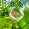Haosie Fish Tank Feeding Cup, Aquarium Red Worm Food Container,