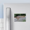CafePress Laying Squirrel Rectangle Magnet, 3"x2" Refrigerator Magnet