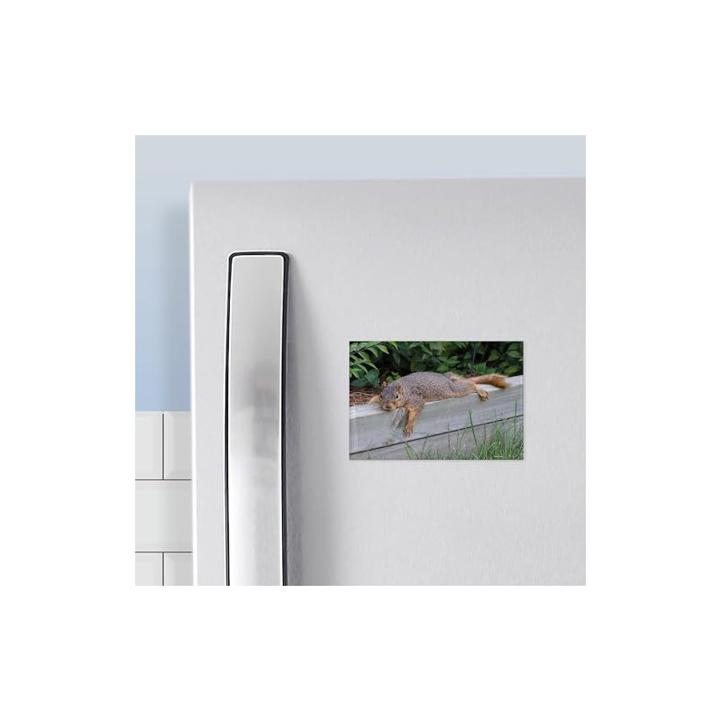 CafePress Laying Squirrel Rectangle Magnet, 3"x2" Refrigerator Magnet