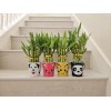 Lucky Bamboo 10 LUCKY BAMBOO PLANTS 4" Free Butterfly Stake,