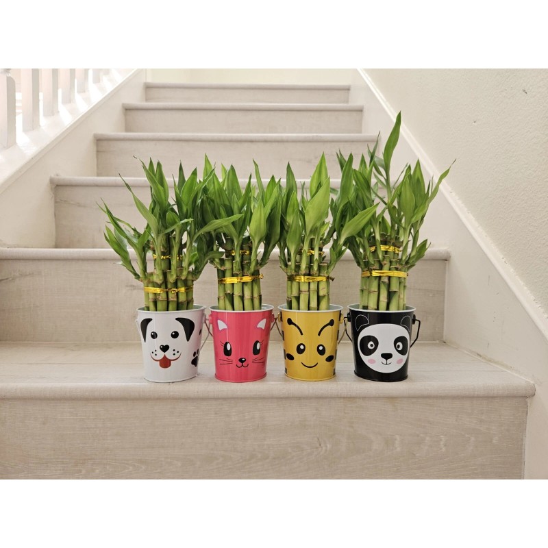 Lucky Bamboo 10 LUCKY BAMBOO PLANTS 4" Free Butterfly Stake,