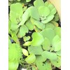 3 Water Hyacinth, 3 Water Lettuce Bundle. See Shipping Policy