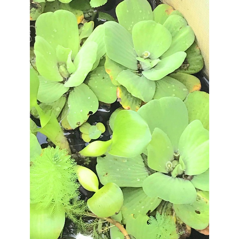 3 Water Hyacinth, 3 Water Lettuce Bundle. See Shipping Policy