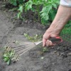 Hand Rake, Steel Hand Rake Soil Tiller with Handle, Short