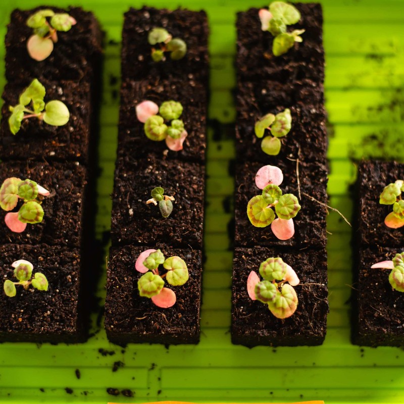 Bootstrap Farmer Microgreen Trays, Green 30 Pack, No Holes