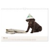Labrador - Welpen (Wandkalender 2026 DIN A4 quer), CALVENDO Monatskalender: