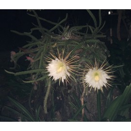 Cactus Cereus Cactus Night Blooming 4 ROOTED Cacti Easy to Grow Queen of the Night LIVE