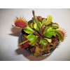 Adult Sized Venus Flytrap - Fly Trap - (Dionaea Muscipula)