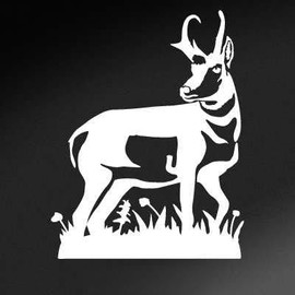 Express Yourself Products Pronghorn Antelope Detail (White - Image Facing as Shown - Large) Decal Sticker - Big Game Collection - Antelope