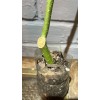 generic Pink Brugmansia, Angel Trumpet, Rooted Live plant 6-14 inches