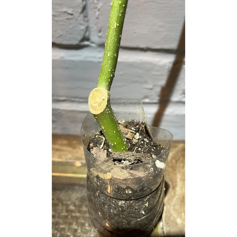 generic Pink Brugmansia, Angel Trumpet, Rooted Live plant 6-14 inches