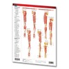 Muscular System Guide: Extremities - Medical Chart - Laminated Quick
