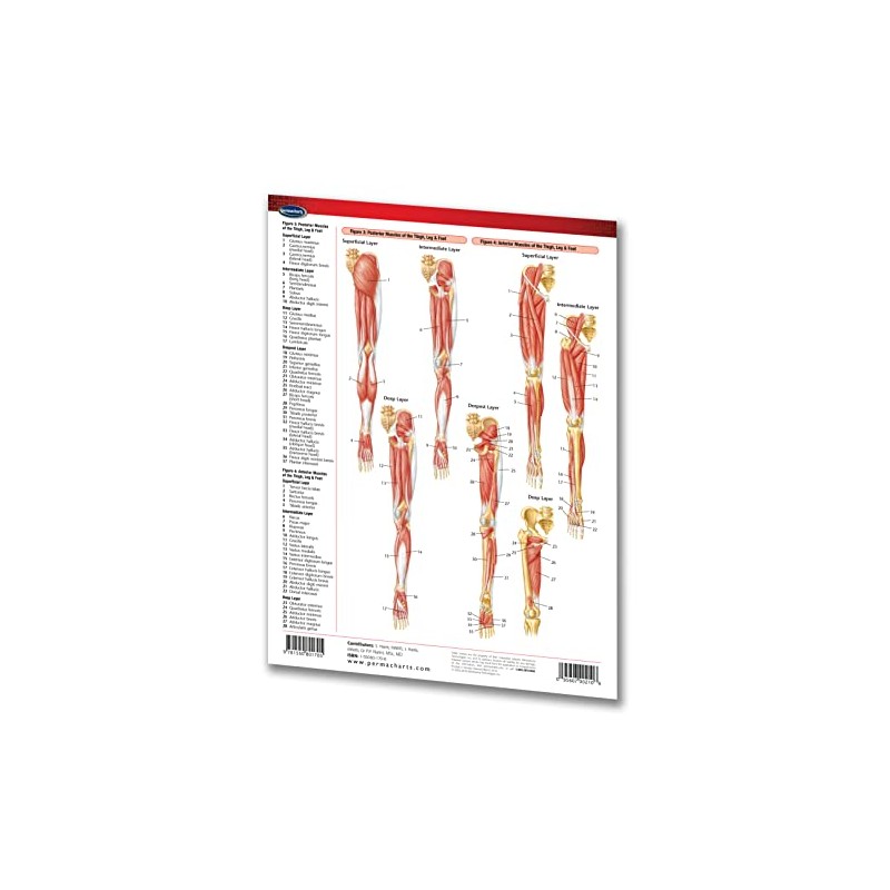 Muscular System Guide: Extremities - Medical Chart - Laminated Quick