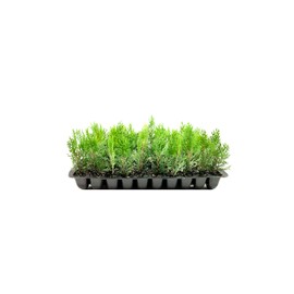 Thuja Arborvitae Blue Cone | 3 Live Trees | Evergreen Privacy Screening Hedge Plants