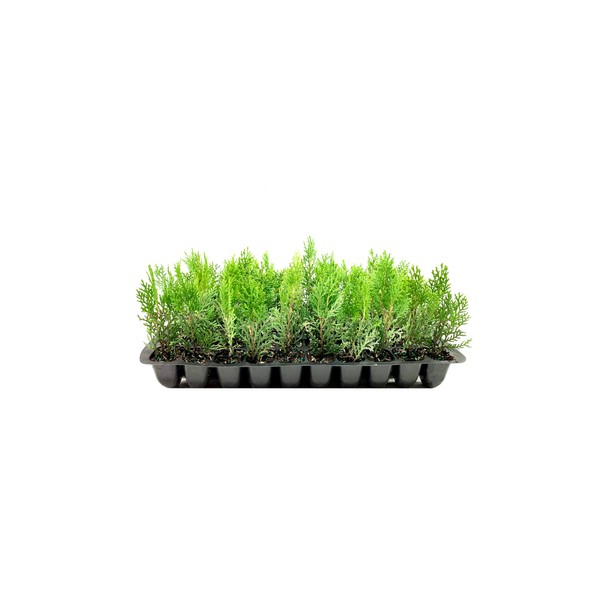 Thuja Arborvitae Blue Cone | 3 Live Trees | Evergreen