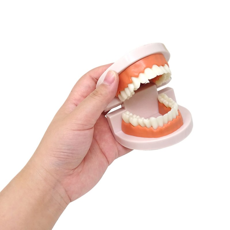 Honbay 1PCS Plastic Standard Teeth Model Adult Mouth Dental Demonstration