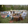 Desert Creek Honey, Honey Bears Containing Raw, Unfiltered, Unpasteurized Texas