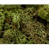Glorex Iceland Moss, 50 G, Dark Green 7610877290294