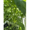 Sugar Rush Peach Pepper 15 seeds Spicy 🍑🌶Hot Rare -Non