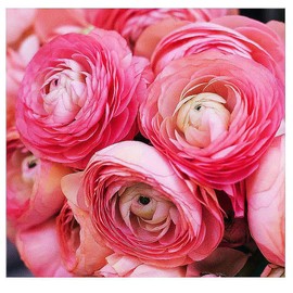 Pink French Peony Ranunculus - 12 Largest Size Corms, Premium Bulbs for Vibrant Pink Blooms, Ideal for Garden Beds, Perfect for Spring Planting 2025, Stunning Peony-Like Flowers