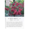 Drift Red Rose, 2 Gal