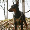 BUMBIN Tactical Dog Harness for Large Dogs No Pull, Famous