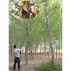 INTSUPERMAI 19 Feet Tree Pole Pruner Garden Tools Tree Saw