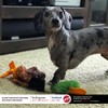 SPOT Skinneeez | Stuffless Dog Toy with Squeaker For All