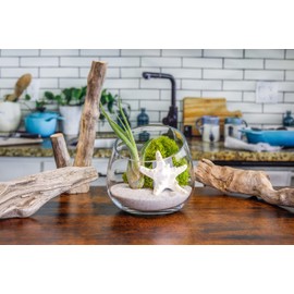 5 Inch Glass Slant Bowl Air Plant Terrarium Complete Kit with White Sand, Live Air Plant, Colorful Reindeer Moss and Starfish (Lime Green)