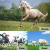 1112TEMP 11pcs Farrier Tools Farrier kit Horse shoeing Tools Farrier