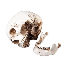 Tiiyee Human Skull Model, Life Size Human Head White Resin Human Skull Lifesize Drawing Model with Removable Skull Cap Replica Realistic Human Model for Skeleton Model