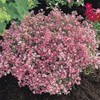 Baby’s Breath Flower Seeds, Pink Carmine - 1000 Seeds -