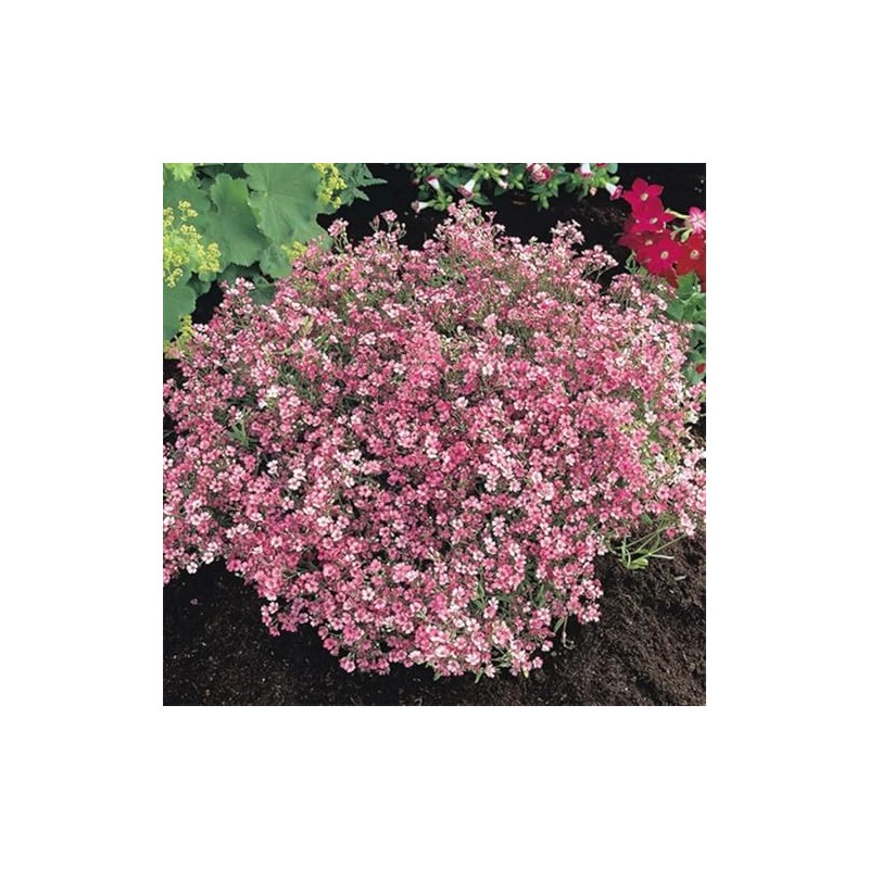 Baby’s Breath Flower Seeds, Pink Carmine - 1000 Seeds -